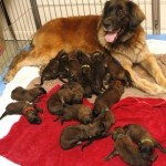 Leonberger Litter