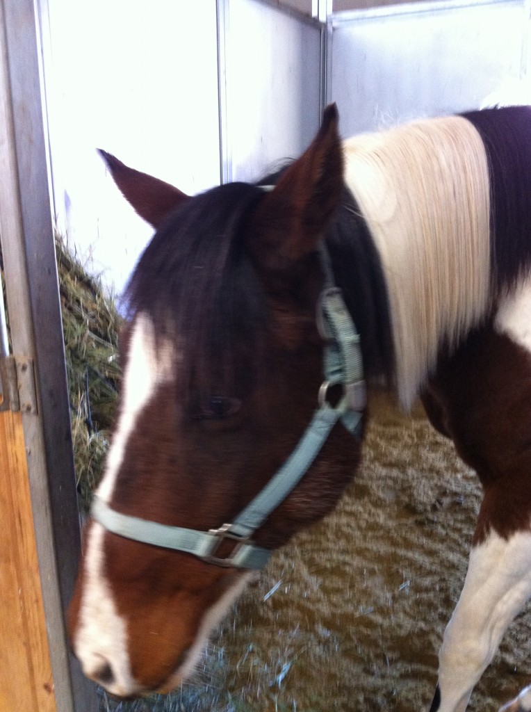 horse