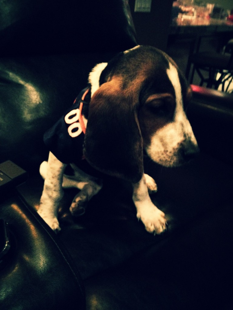 basset hound puppy in broncos jersey