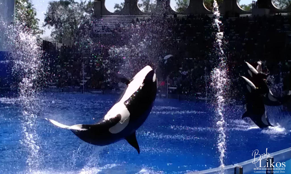 Shamu jump action burst 1