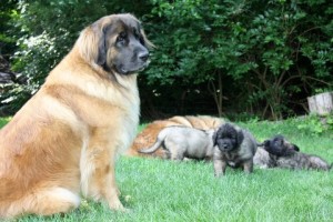 female leonberger with pup