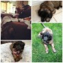 Meet Kiara: Our Leonberger Puppy