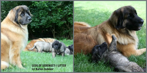 leonberger puppies