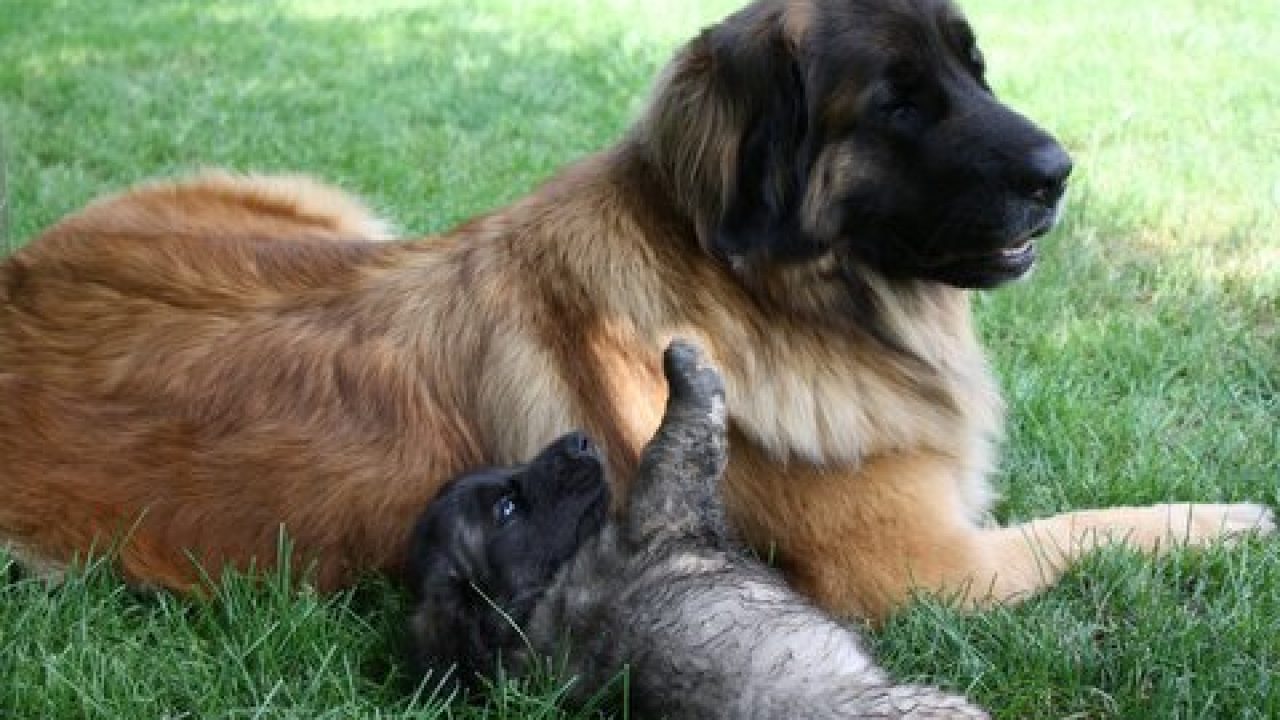 Confirming The Rumors We Are Expecting Leonberger Puppy