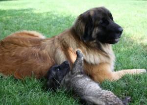 female leonberger with pup