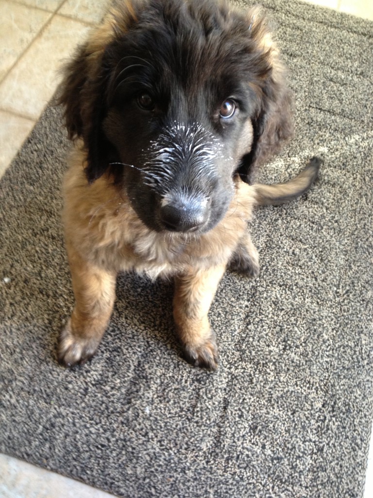 Leonberger Puppy With Yogurt on Her Face