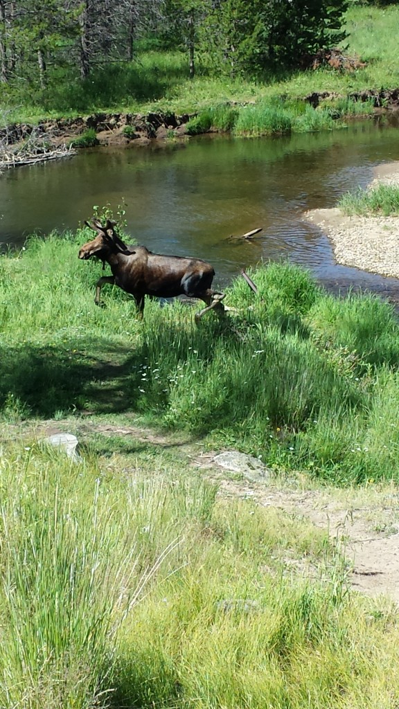 moose sighting Rocky Mountain National Park 