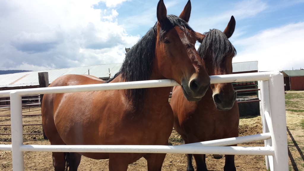 drafting horses at snow mountain ranch