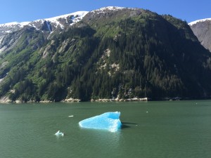 Gorgeous ice floating by in Tracy Arm Fjords
