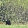 Bear on the road outside Carcoss