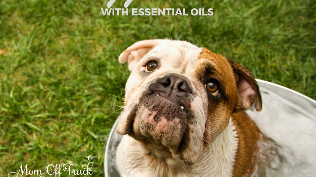 Doterra hotsell dog wash