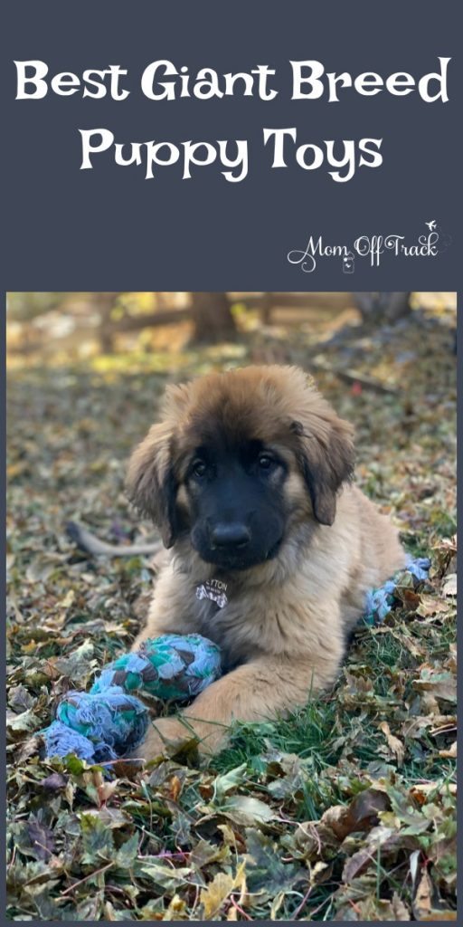 https://momofftrack.com/wp-content/uploads/2019/11/best-puppy-toys-for-giant-breeds-1-512x1024.jpg